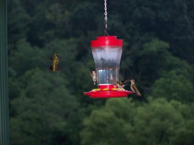 Post image for Hummingbirds In Flight, An Author’s Journey