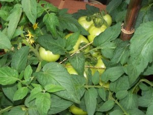 rsz_bunch_tomatoes